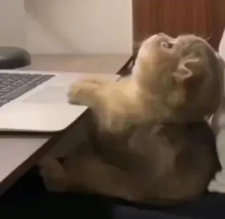 ⭐️ e787287c cat, laptop, computer, animal, cute whatsapp sticker