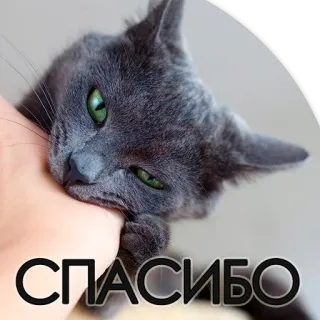 😽 2d6da536 СПАСИБО Katze, Danke, Russisch, Tier, Grau, Haustier telegram sticker
