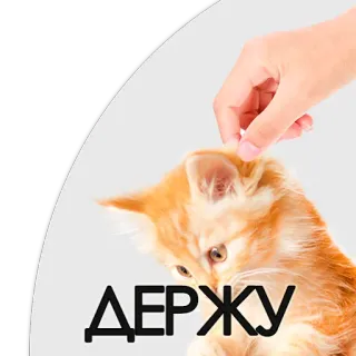 🐯 fdf751f2 ДЕРЖУ Katze, Haustier, halten, orange, Kätzchen, süß, Hand telegram sticker