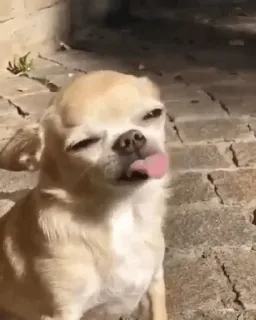 🍫 22e0a338 Hund, Chihuahua, lustig, Tier, Haustier, Zunge, süß telegram sticker