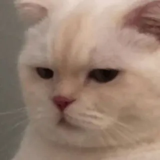 🍫 2c775250 Katze, Tier, Haustier, Katzenartig, Säugetier, Haustier, Weiße Katze telegram sticker