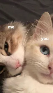 🍫 4147412c me you Katzen, Tiere, Freundschaft, Liebe, Haustier, süß telegram sticker