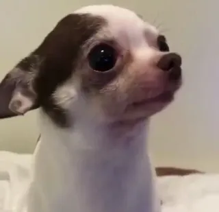 🍫 5bc074bd Hund, Chihuahua, Tier, Haustier, süß, Welpe telegram sticker