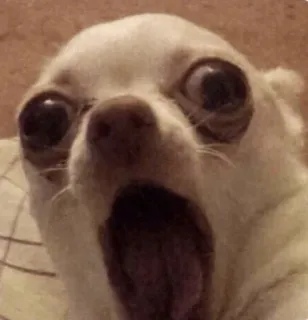 🍫 5ee6925a Hund, Chihuahua, geschockt, lustig, überrascht, Meme telegram sticker