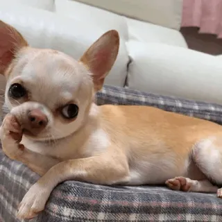 🍫 6b9b3091 Hund, Chihuahua, Tier, Haustier, süß, entzückend, kleiner Hund telegram sticker