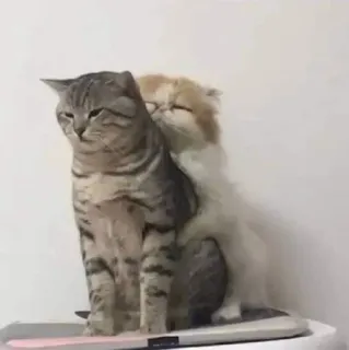 🧋 ‌ whatsapp stickers