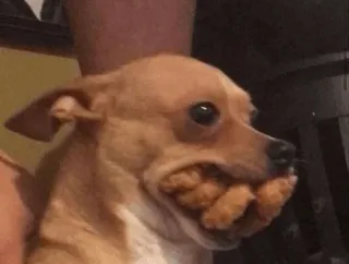 🍫 af796b27 Hund, Chihuahua, Essen, Tier, Süß, Haustier telegram sticker
