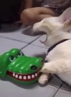 🍫 b7ac532a Hund, Spielzeug, Tier, Krokodil, Haustier, Haustier telegram sticker