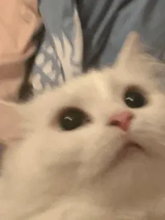 🍫 ce0b549d Katze, weiße Katze, Tier, Haustier, süß, Haustier telegram sticker