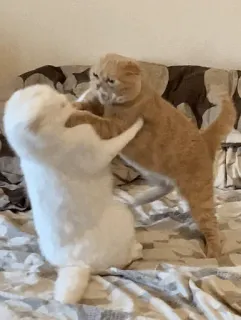 🧋 ‌ telegram stickers