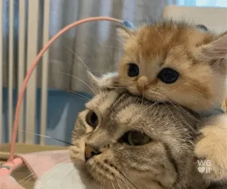 🍫 f03fca8b Katze, Kätzchen, süß, Tiere, Haustier, Haustier telegram sticker