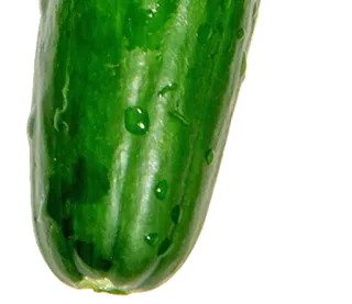 ⚪️ 15b11e87 cucumber, vegetable, food, fresh, green telegram sticker