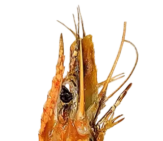 talooong 3 | @phstickerpackganern telegram stickers