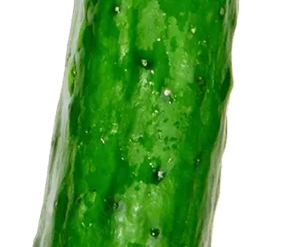 ⚪️ d7b3e437 cucumber, vegetable, food, green, produce telegram sticker