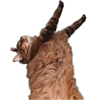 ⚪️ dc24824d cat, animal, funny, cute, pet, playful, feline telegram sticker