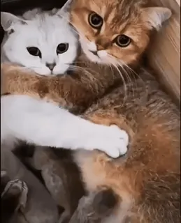 🤗 0611fb0b gato, gatinho, animal de estimação, animal, fofo, amor, carinho, família telegram sticker