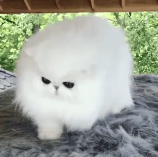 👻 0fb7b01d gato, gato branco, fofo, fofo, animal, gato persa telegram sticker