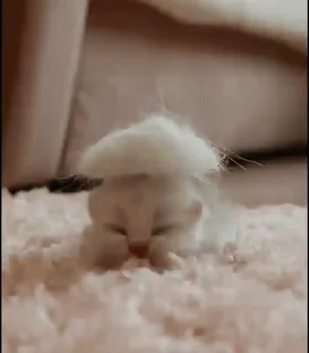 👶 1e229ddb gato, gatinho, branco, fofo, bonito, animal de estimação, animal telegram sticker