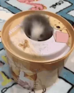 😶 3ab52280 gato, fofo, brincalhão, animal, gatinho, animal de estimação telegram sticker