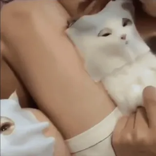 😷 6ddf7caa gato, máscara, facial, beleza telegram sticker