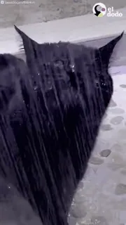 💦 796d468e The dodo Dodô, Animal, Pássaro, Preto telegram sticker