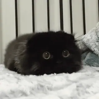 🖤 aa16ad2d gato, gatinho, gato preto, fofo, animal, animal de estimação telegram sticker