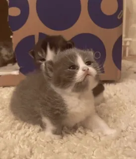 😴 c5cad27c gato, gatinho, fofo, animais, animais de estimação, felino telegram sticker