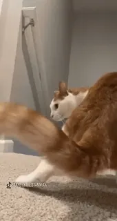 🍑 ceb1044e gato, animal de estimação, animal, laranja, branco, doméstico, escadas telegram sticker