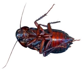 🤬 158b53cb 바퀴벌레, 곤충, 죽은, 역겨운, 해충, 벌레 telegram sticker