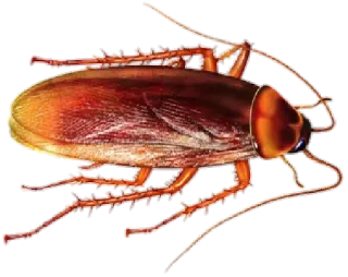 Ants @stickersb2b telegram stickers