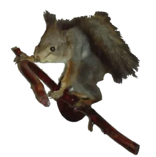 🎋 06074683 squirrel, animal, taxidermy, rodent, wildlife telegram sticker