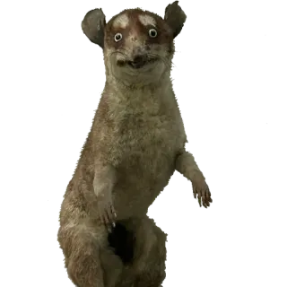 👹 237accda lemur, animal, mammal, wildlife, sticker telegram sticker