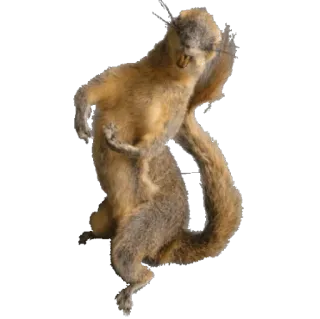 🐒 2a4b409d squirrel, animal, rodent, wildlife telegram sticker