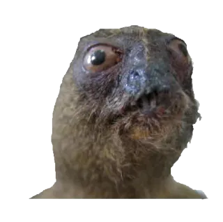 🐞 32a77577 animal, creature, ugly, funny telegram sticker