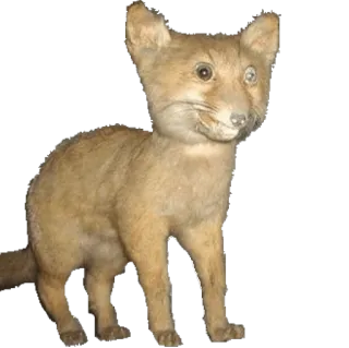 🐯 3f01e51c fox, taxidermy, animal, stuffed animal, creature telegram sticker