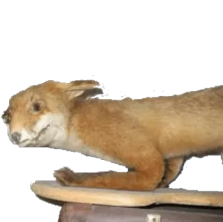 🐺 58ee78f1 fox, taxidermy, animal, wildlife, stuffed animal telegram sticker