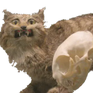🐱 63bc3c04 cat, skull, taxidermy, animal, skeleton telegram sticker