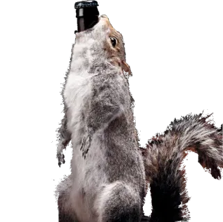 taxiderm whatsapp stickers