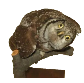 🐦 7701f48e owl, bird, wildlife, animal telegram sticker