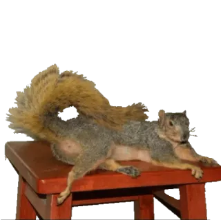 💆 8cefc6e2 squirrel, animal, rodent, table, cute telegram sticker