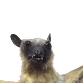 👹 9866e572 bat, animal, wildlife, mammal telegram sticker