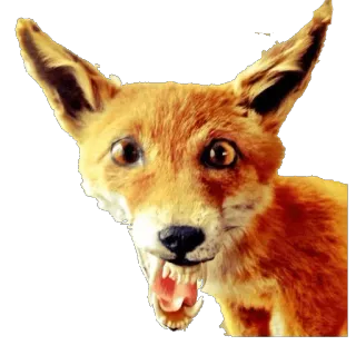 taxiderm telegram stickers