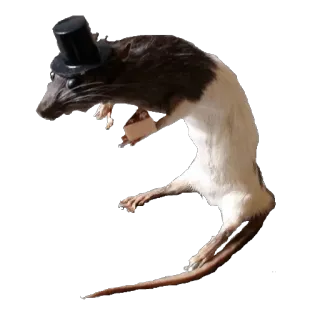 🐁 a9854cde rat, animal, top hat, cute, sticker telegram sticker
