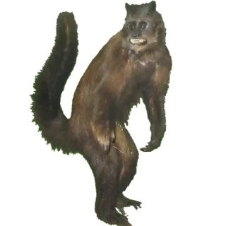 👹 beb6aa18 monkey, animal, primate, wildlife, mammal telegram sticker