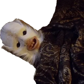 🔇 d1bdae40 mask, animal, weird, creepy, costume telegram sticker