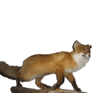 🐺 e27e9686 fox, animal, wildlife, nature telegram sticker