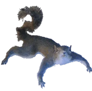 🐈 e8b58402 squirrel, animal, rodent, wildlife, outdoors, nature telegram sticker