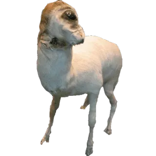 🐇 f83f2270 animal, goat, wildlife, mammal telegram sticker