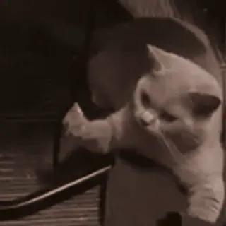 🙂 1a708c4d 猫, 中指, 侮辱的なジェスチャー, 動物, ミーム, 失礼 whatsapp sticker