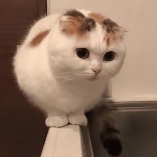 🤔 6084cf4e 猫, 可愛い, 動物, ペット, スコティッシュフォールド, 愛らしい, ネコ科 whatsapp sticker